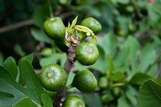 T&ecirc;te d'une branche d'un figuier en fruits vue du dessus