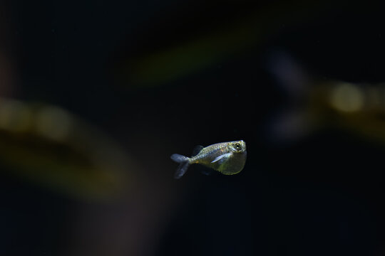 Long‑finned hatchetfish beneath the water surface.