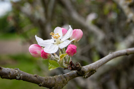 Gros plan sur une fleur de pommier et ses bourgeons roses