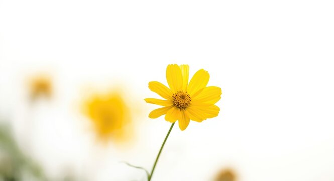 Single yellow flower isolated on white background with garden blur