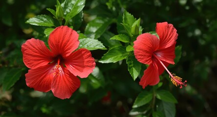 Fototapeta premium Bright red hibiscus blossoms displaying Malvaceae family charm amid a lush green background