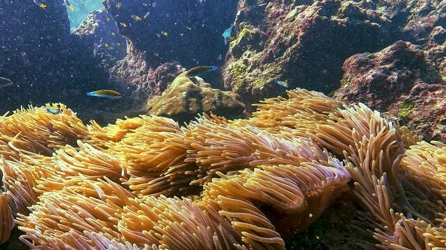 Vibrant tropical coral reef flourishes with active fish and swaying anemone polyps underwater