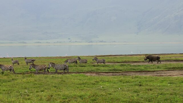 Black rhinoceros walking across the open savanna of Ngorongoro Crater surrounded by dry grass and vast African landscape. Rare wildlife sighting in one of Africa&rsquo;s most famous conservation areas.
