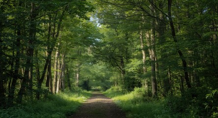Fototapeta premium Beautiful forest tunnel passage framed by lush green trees on a sunny day