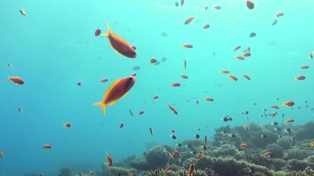 Hundreds of shimmering orange fish create an aquatic ballet as they navigate a vast coral landscape. Sunlight filters through the clear blue ocean water, illuminating this vibrant ecosystem.