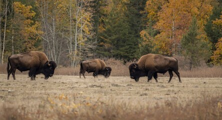 Bison grazing in forest clearing surrounded by fall colors