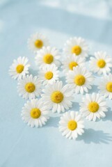 Obraz premium Fresh white daisy flowers arranged on a light blue background in bright natural sunlight.