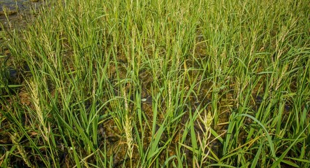 Obraz premium Salt marsh dominated by healthy Spartina plant growth