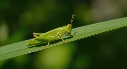 Fototapeta premium A vivid green grasshopper perched on a fresh leaf in natural sunlight