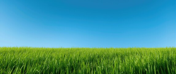 Obraz premium bright emerald meadow framed by a clear blue sky