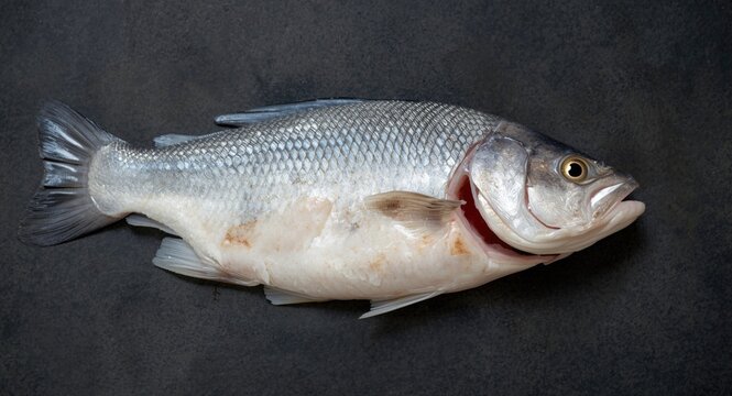 Cleanly trimmed cod fillet without skin