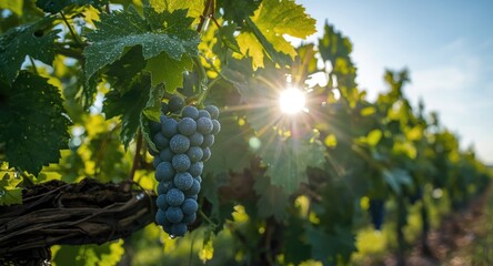 Naklejka premium Dew covered grapes on flourishing green vine glowing under sunlit clear sky