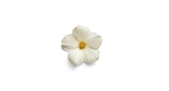 Botanical white turmeric flower shown on stark white background with clipping path included