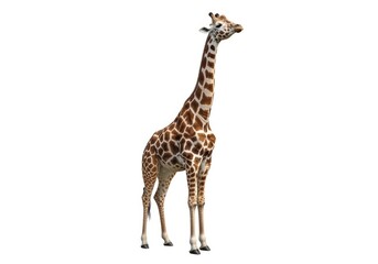 Obraz premium A tall giraffe stands alone, looking forward, showcasing its distinctive brown and tan spots in a full-body view from a slight angle.