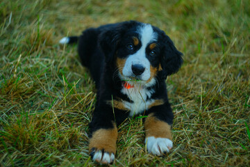 Bernese Mountain puppy lies in a field of tall, golden grass, its paws and face speckled with bits of grass. 