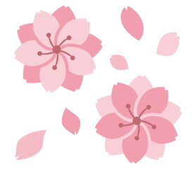 Fototapeta premium 八重桜の花と花びら