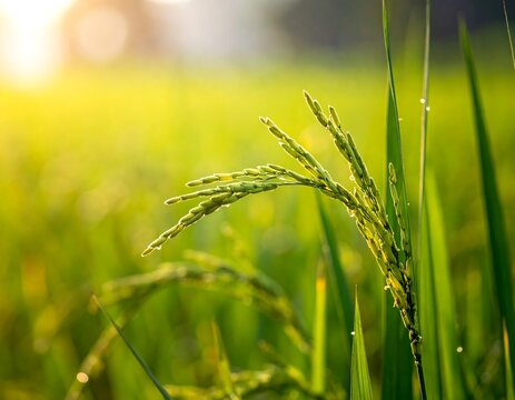 Rice stalk glows in golden sunlight against a field of blurred green plants