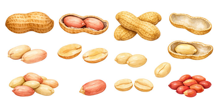 A charming watercolor collection of peanuts in shells and peeled peanut kernels for healthy food illustrations and snack design.