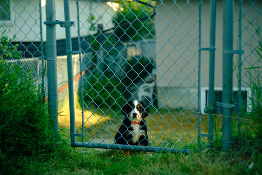 Black and white dog with a red collar peeks out from behind a chain link fence, looking directly at the camera with its brown eyes. 