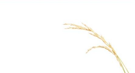 Naklejka premium Close up of paddy rice ears showing detailed textures with white copy space isolated on white background