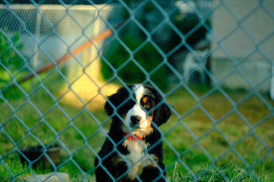 Young dog with a black, white, and brown coat looks through a chain-link fence.