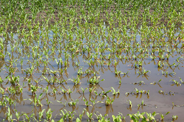 Agricultural corn field with rows of young green plants partially submerged in flood water, showing poor drainage and crop stress, reflecting sky and vegetation under cloudy weather conditions