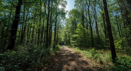 Fototapeta premium Forest dirt pathway with deep green trees under a radiant blue sky in a serene setting