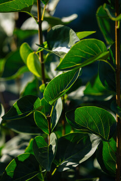 A close-up of lush green leaves bathed in warm sunlight, showcasing detailed vein patterns and natural texture against a soft blurred garden background.