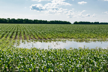 Agricultural field with rows of young corn plants partially flooded by standing water in foreground, showing poor drainage and impact on crops, bordered by trees under partly cloudy sky © Artreef