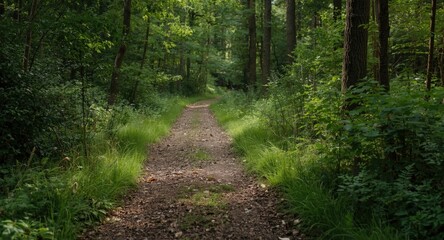 Obraz premium Calm forest trail bordered by thriving greenery under natural soft light background