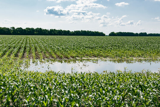 Agricultural field with rows of young corn plants partially flooded by standing water in foreground, showing poor drainage and impact on crops, bordered by trees under partly cloudy sky