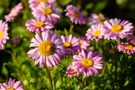 Vibrant pink daisies with bright yellow centers bloom in a sunlit garden, one flower hosting a bee, highlighting natural beauty and pollination.