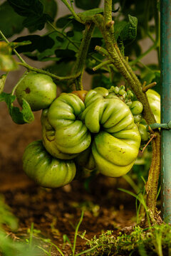 Cluster of green heirloom tomatoes growing on a vine in a garden, showcasing natural texture, vibrant foliage, and fresh organic setting.