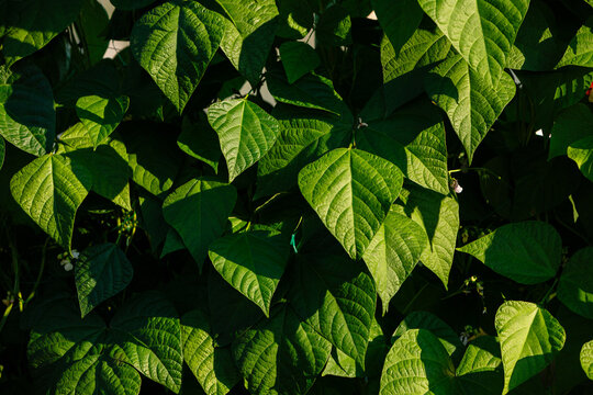Dense green leaves with visible veins bathed in sunlight, creating a natural texture and vibrant pattern for background or design.