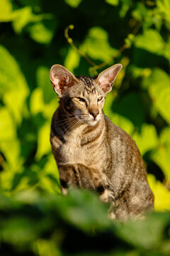 An oriental cat with large ears sits amidst lush green foliage, gazing calmly at the camera with soft sunlight highlighting its striped fur and expressive eyes.