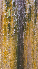 Obraz premium Textured surface of weathered wood with moss and water stains
