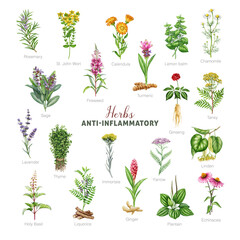 Anti-inflammatory herbs watercolor illustration set. Hand drawn various medicinal plants for inflammation healing botanical collection. Sage, calendula, chamomile, lavender, thyme on white background © anitapol