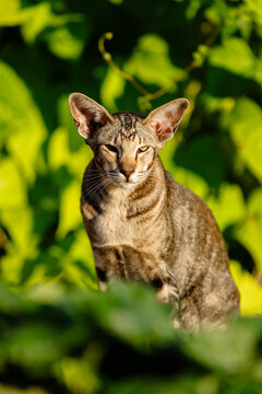 An oriental cat with large ears sits in lush green foliage, gazing calmly at the camera with soft sunlight highlighting its striped fur.