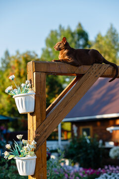 A brown cat rests on a wooden structure in a garden with flower pots and a rustic house in the background, bathed in warm sunlight.