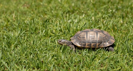 Content turtle basking on vibrant green grass in full length view during warm summer day