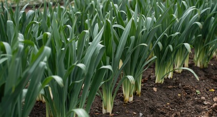Broadleaf leek plants growing vigorously in organic garden