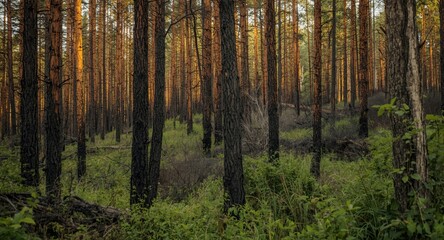 Fototapeta premium Recovery of tall trees in dense forest post human caused wildfire