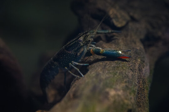 Red‑clawed crayfish on a branch beneath the water surface.