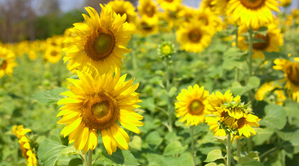 Obraz premium Yellow sunflower flowers
