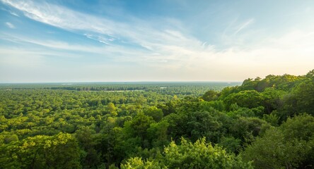 Spacious outdoor view with thick green forest and bright serene sky plus copy space