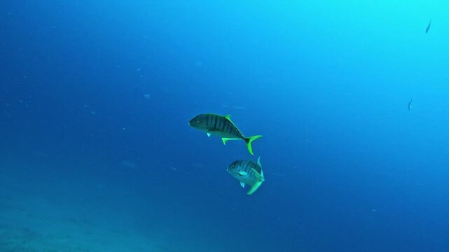 Pair of Trevally Fish Swimming in Tropical Blue Ocean Water