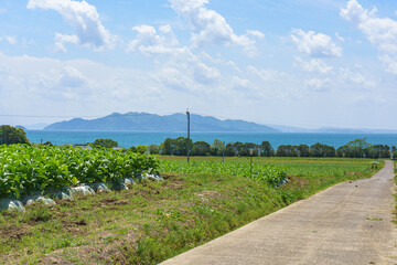 天草の畑から望む島原方面の海と農村風景