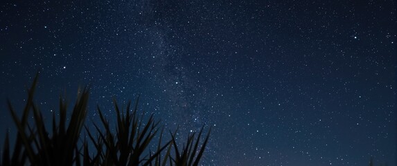 Fototapeta premium dark blue night sky showcasing star bursts and nebula with plant foreground