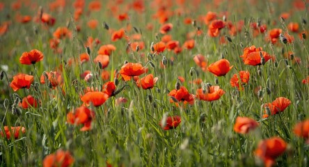 Dynamic floral scene illustrating a flourishing field of red poppies amid vivid green grass