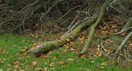 Obraz premium Chainsaw clearing storm fallen trees and scattered leaves on green grass